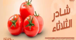 عروض عرفه شادر الثلاثاء 11 يونيو 2024 طماطم تعمل صلصة قوامها مثالي
