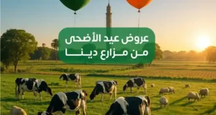 عروض مزارع دينا 2025