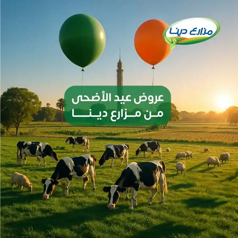 عروض مزارع دينا 2025 