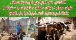 عروض الدنيا بخير الإسماعيلية لعيد الأضحى 2025