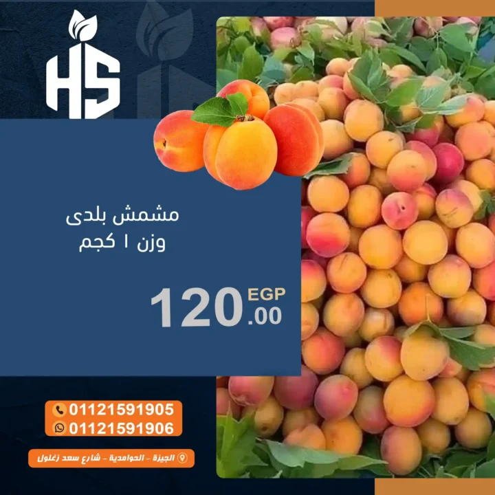  عروض أولاد حسان 2025