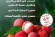 فاكهة الليتشي متوفرة الآن في جملة ماركت