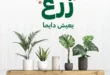 عروض الزرع الصناعي من الحبيب ماركت